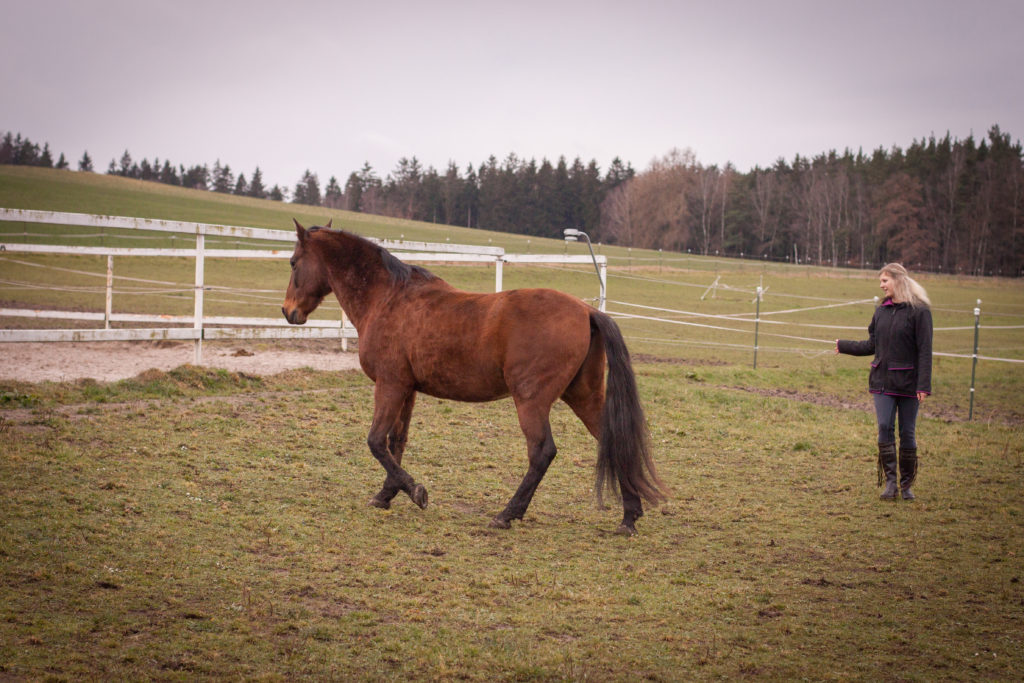 leichte Handbewegungen dirigieren das Pferd