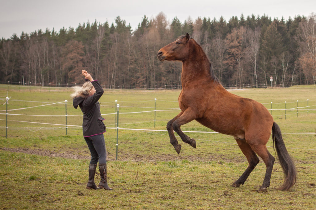 Hand hoch und Gavilan steigt