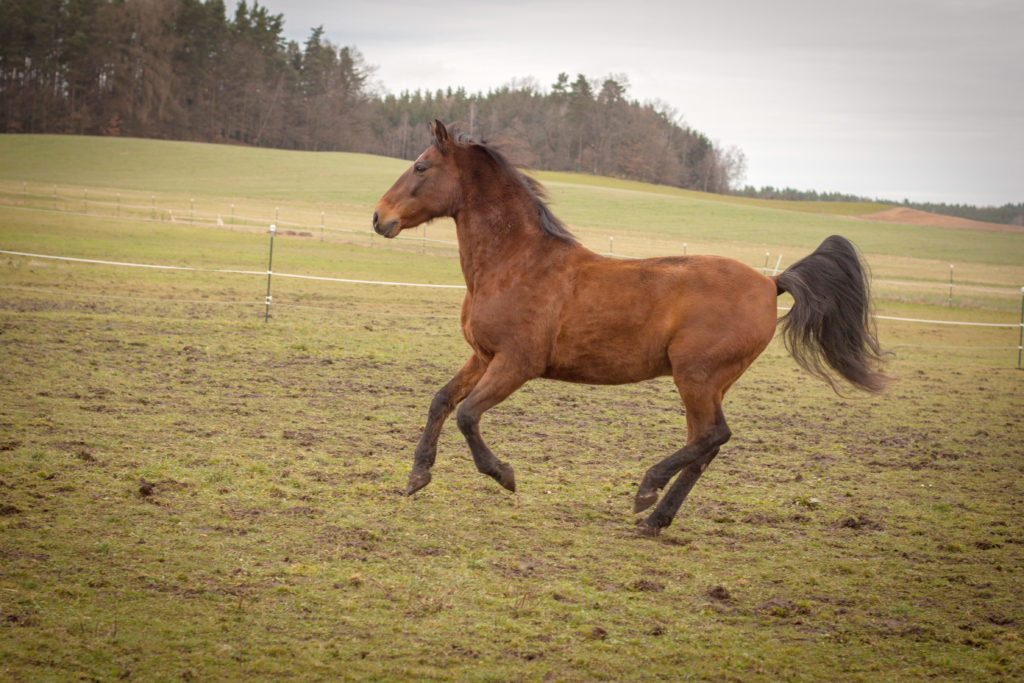 sichtlicher Spaß beim Reittraining