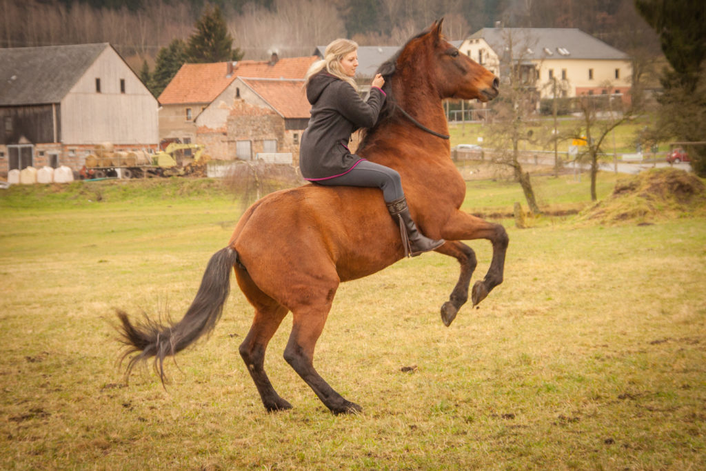 Zirkuslektion - Romina steigt auf Gavilan