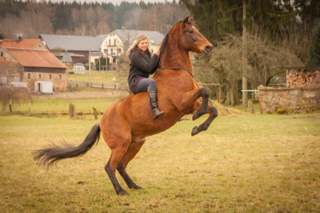 Zirkuslektion - Romina steigt auf Gavilan