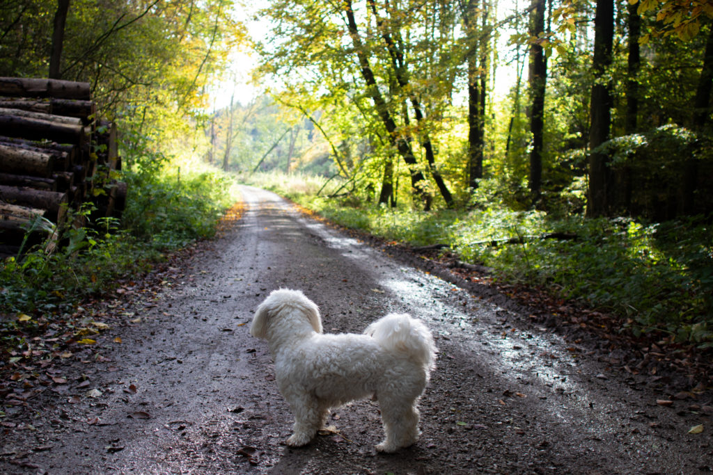 Diego auf dem Rundwanderweg